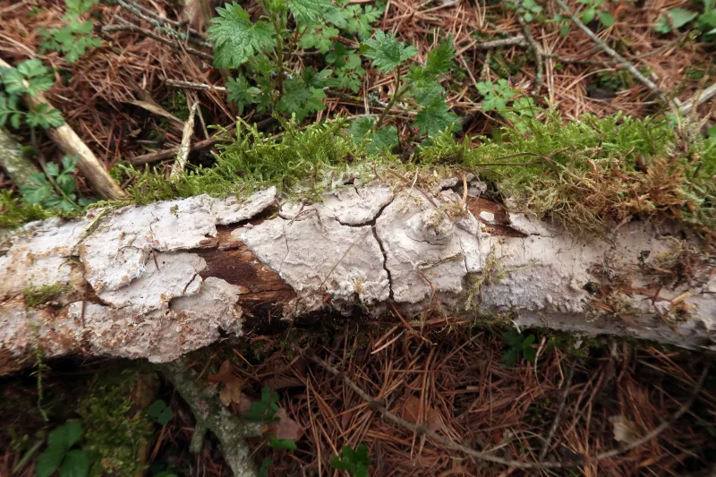 Amylostereum laevigatum 1 - IMG_9099